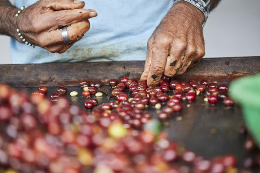 La culture mondiale du café et du thé : Un voyage à travers les traditions et les rituels